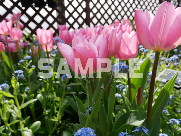 ピンクのチューリップ