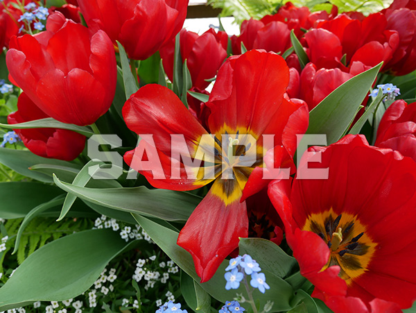 赤いチューリップ