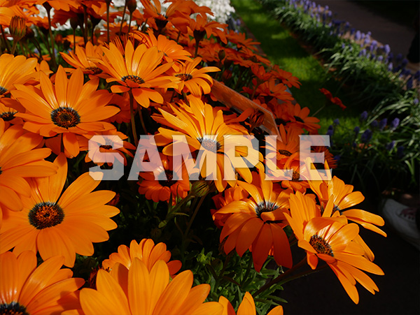 オレンジ色の花