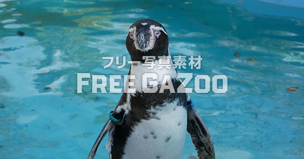 京都市動物園のフンボルトペンギン 1