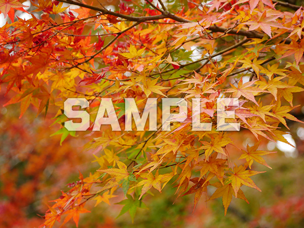三室戸寺の紅葉 1（京都府宇治市）
