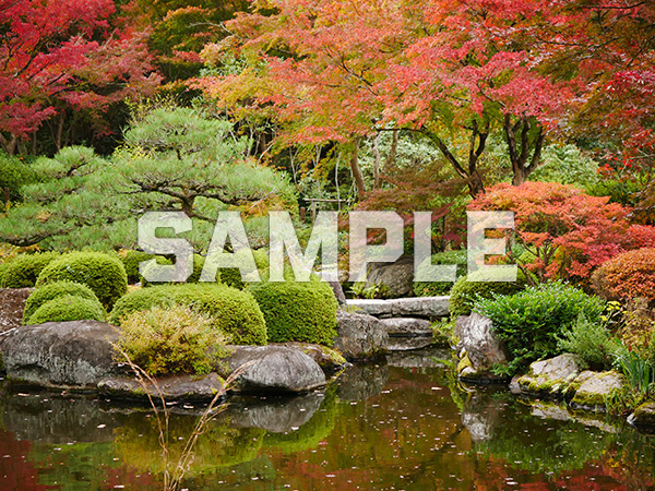 三室戸寺 池泉回遊式庭園の紅葉