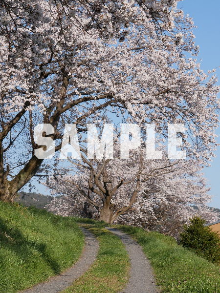桜