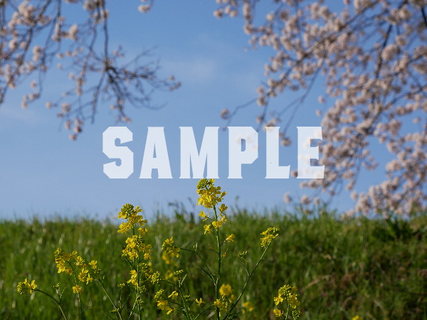 桜と菜の花