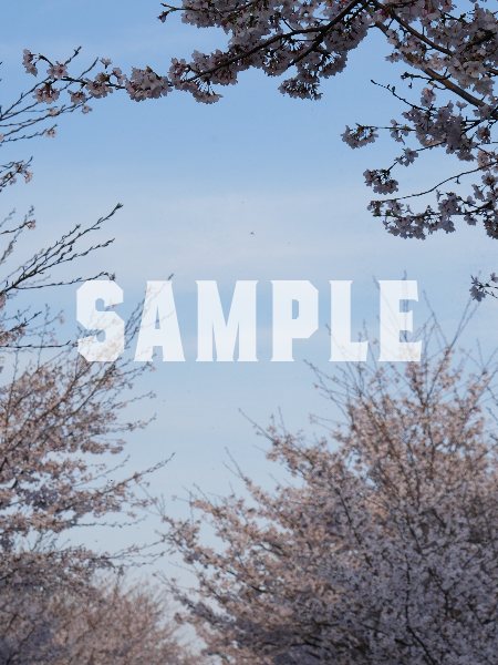 桜