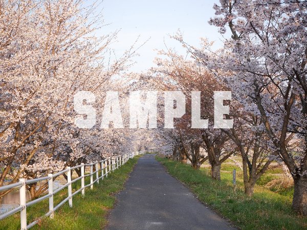 桜並木