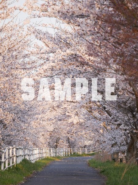 桜並木