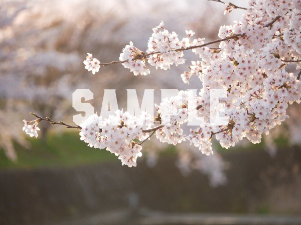 桜